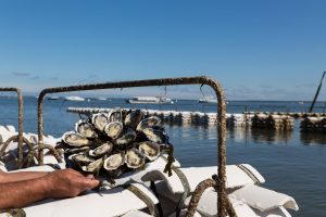 huitres du bassin d'arcachon