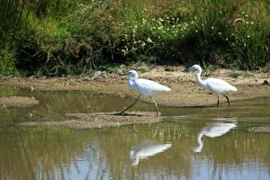 oiseaux de la réserve du Teich