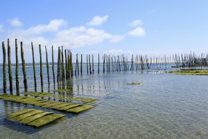 bassin d'ostréiculture - bassin d'arcachon