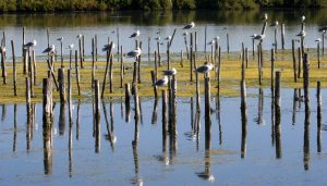 oiseaux sur poteau dans la réserve ornithologique du bassin d'arcachon