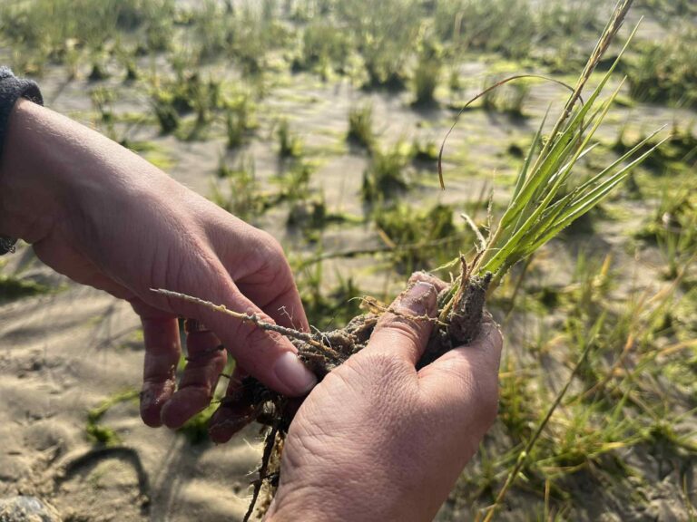Gros plan sur des mains qui tiennent une spartine anglaise