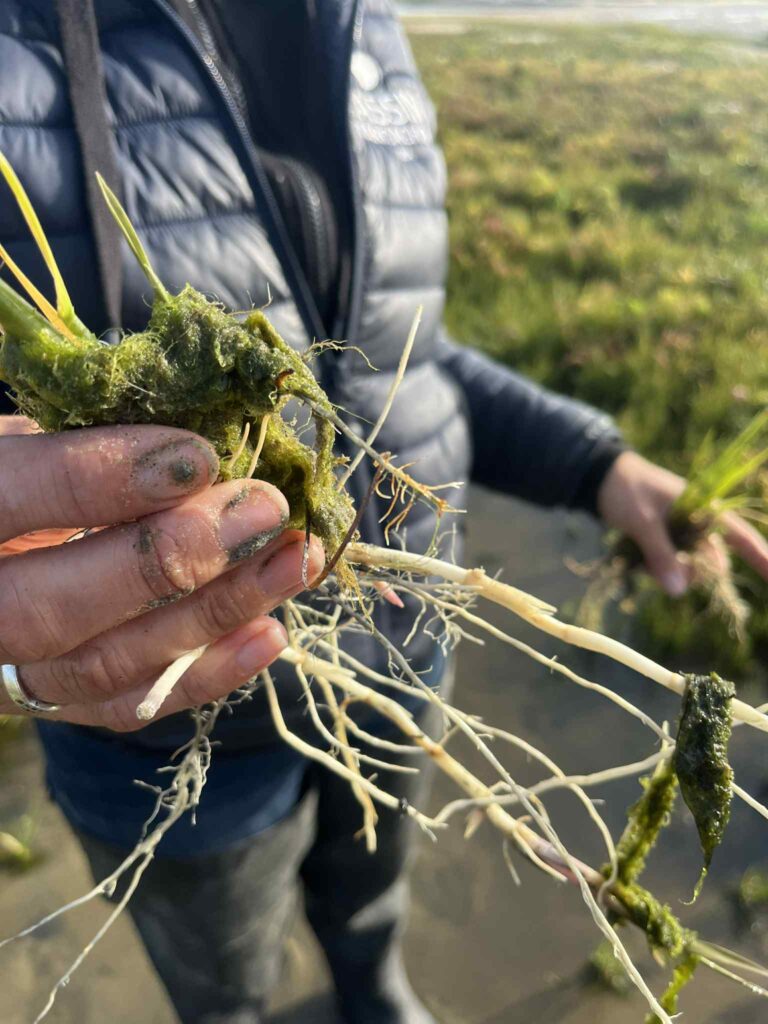 Silhouette d'une technicienne environnement qui tient dans sa main une plante exotique envahissante nommée spartine anglaise
